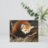 Red Panda Briefkaart (Staand voorkant)