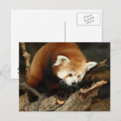Red Panda Briefkaart (Voorkant / Achterkant)