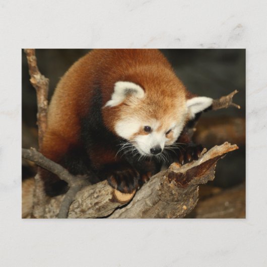 Red Panda Briefkaart (Voorkant)