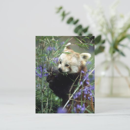 Red Panda Briefkaart (Staand voorkant)