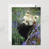 Red Panda Briefkaart (Voorkant / Achterkant)