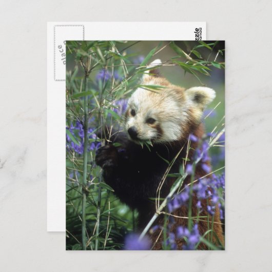 Red Panda Briefkaart (Voorkant / Achterkant)