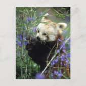 Red Panda Briefkaart (Voorkant)