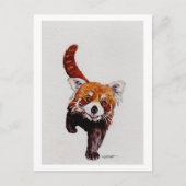 Red Panda Briefkaart (Voorkant)