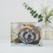 Red Panda Briefkaart (Staand voorkant)