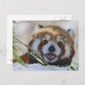 Red Panda Briefkaart (Voorkant / Achterkant)