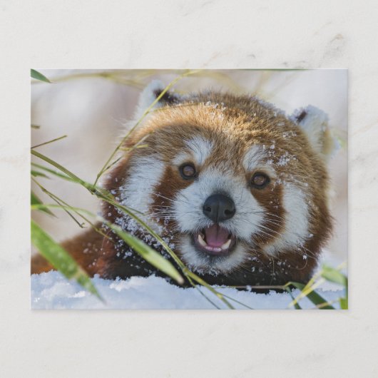 Red Panda Briefkaart (Voorkant)