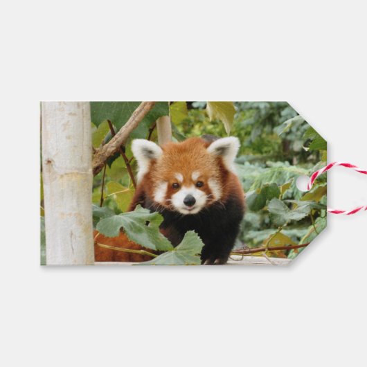 Red Panda Cadeaulabel (Voorkant (Horizontaal))