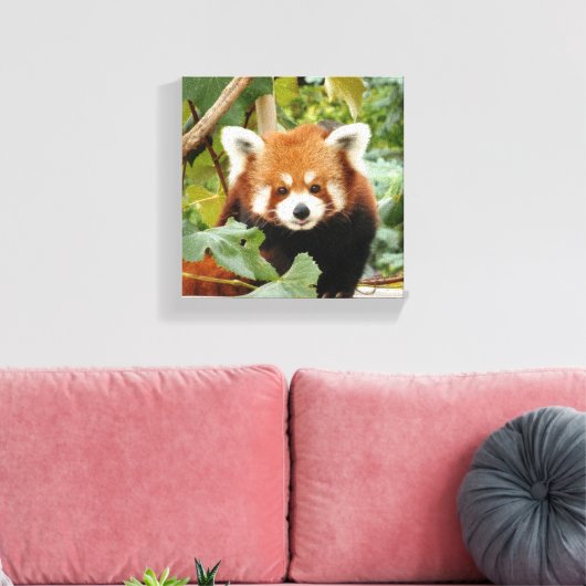 Red Panda Canvas Afdruk (Insitu (Woonkamer))
