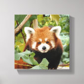 Red Panda Canvas Afdruk (Voorkant)