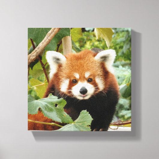 Red Panda Canvas Afdruk (Voorkant)