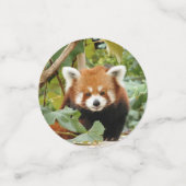 Red Panda Confetti (Kleine voorkant)