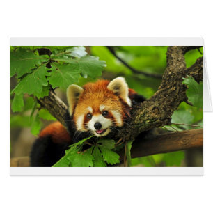 Red Panda Cub
