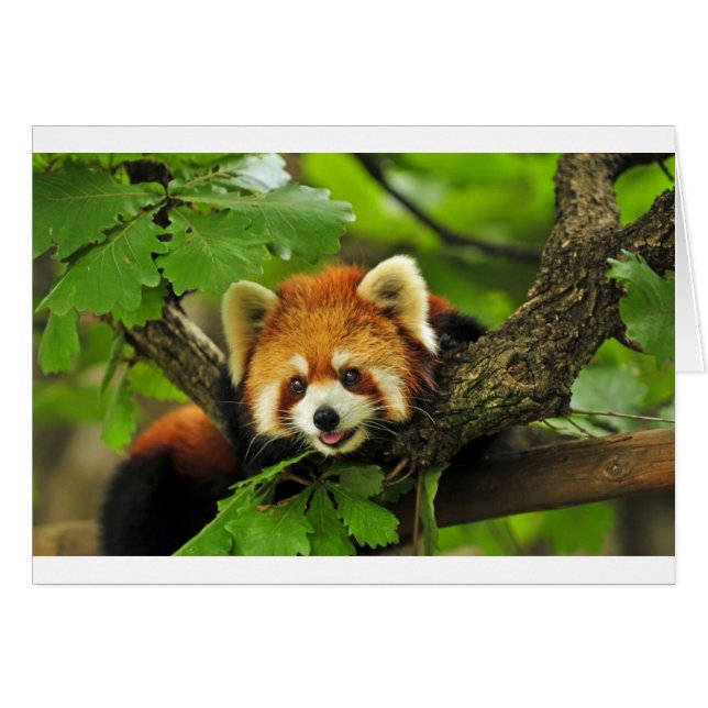 Red Panda Cub (Voorkant Horizontaal)