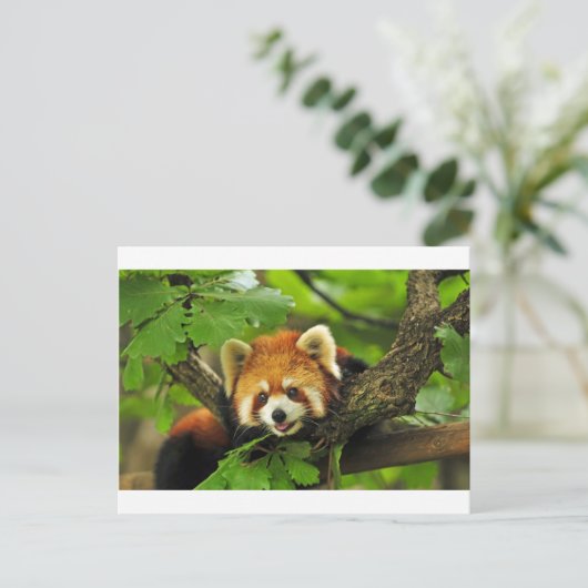 Red Panda Cub Briefkaart (Staand voorkant)