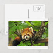 Red Panda Cub Briefkaart (Voorkant / Achterkant)