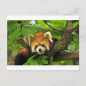 Red Panda Cub Briefkaart (Voorkant)