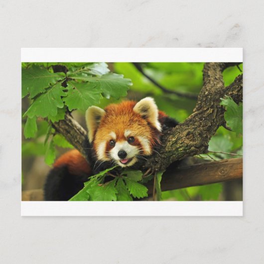Red Panda Cub Briefkaart (Voorkant)