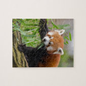 Red Panda Eating Green Leaf Legpuzzel (Horizontaal)