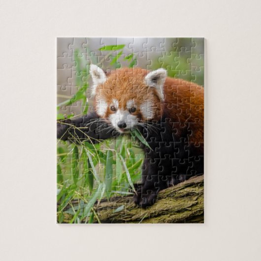 Red Panda Eating Green Leaf Legpuzzel (Verticaal)