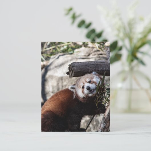 Red Panda en Bamboo Briefkaart (Staand voorkant)