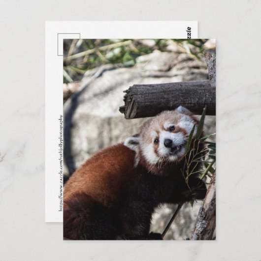 Red Panda en Bamboo Briefkaart (Voorkant / Achterkant)