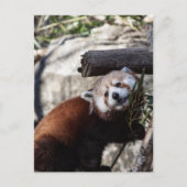 Red Panda en Bamboo Briefkaart (Voorkant)
