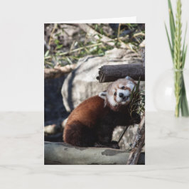 Red Panda en Bamboo Kaart