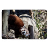 Red Panda en Bamboo Magneet (Horizontaal)