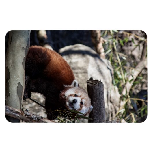 Red Panda en Bamboo Magneet (Horizontaal)