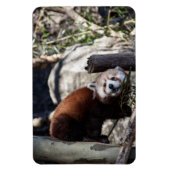 Red Panda en Bamboo Magneet (Verticaal)