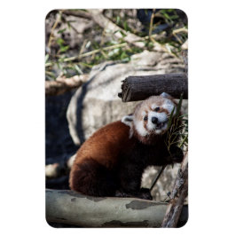 Red Panda en Bamboo Magneet