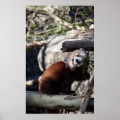 Red Panda en Bamboo Poster (Voorkant)