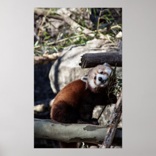 Red Panda en Bamboo Poster