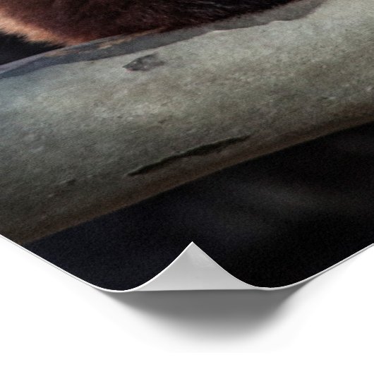 Red Panda en Bamboo Poster (Hoek)