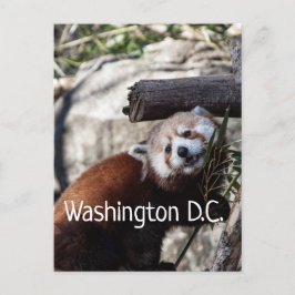 Red Panda en Bamboo, Washington D.C. Briefkaart