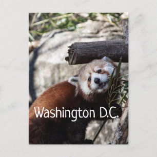 Red Panda en Bamboo, Washington D.C. Briefkaart