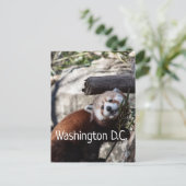 Red Panda en Bamboo, Washington D.C. Briefkaart (Staand voorkant)