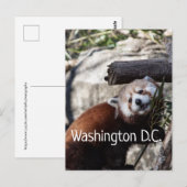 Red Panda en Bamboo, Washington D.C. Briefkaart (Voorkant / Achterkant)