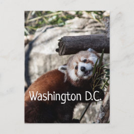Red Panda en Bamboo, Washington D.C. Briefkaart