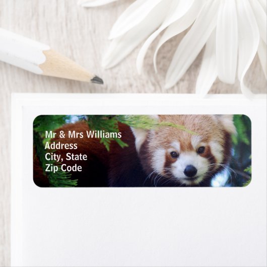 Red Panda Etiket (Insitu)