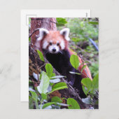 Red Panda Feestdagenkaart (Voorkant / Achterkant)