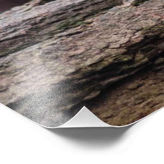 Red Panda Foto Afdruk (Hoek)