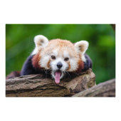 Red Panda Foto Afdruk (Voorkant)