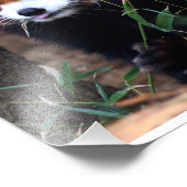 Red Panda Foto Afdruk (Hoek)