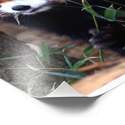 Red Panda Foto Afdruk (Hoek)