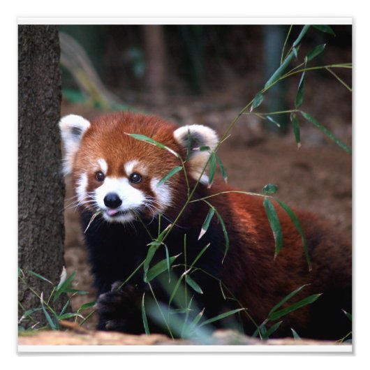 Red Panda Foto Afdruk (Voorkant)