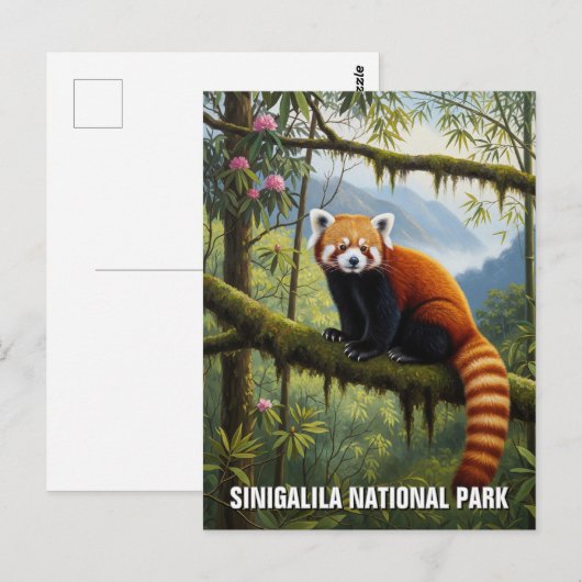Red Panda in het Singalila National Park Briefkaart (Voorkant / Achterkant)