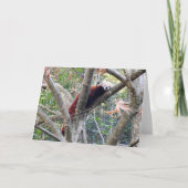 Red Panda Kaart (Voorkant)