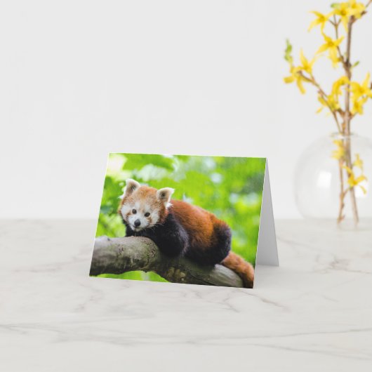 Red Panda Kaart (Gele Bloem)